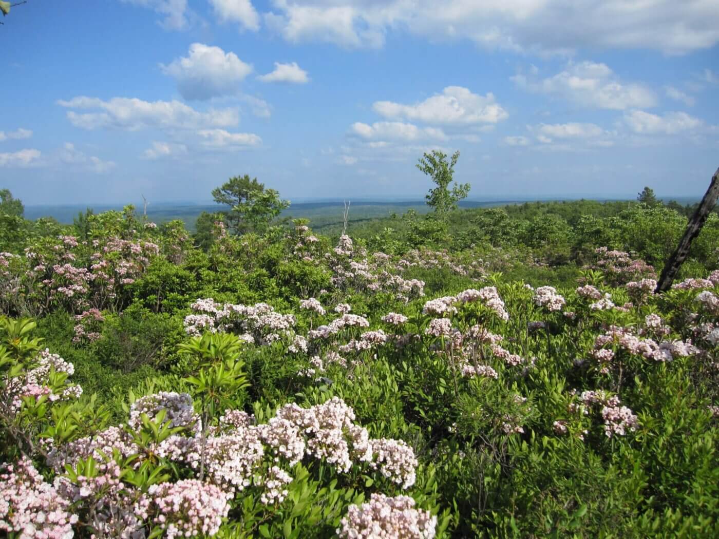 Pennsylvania’s wildflower trails: 6 must-see destinations for springtime hikers