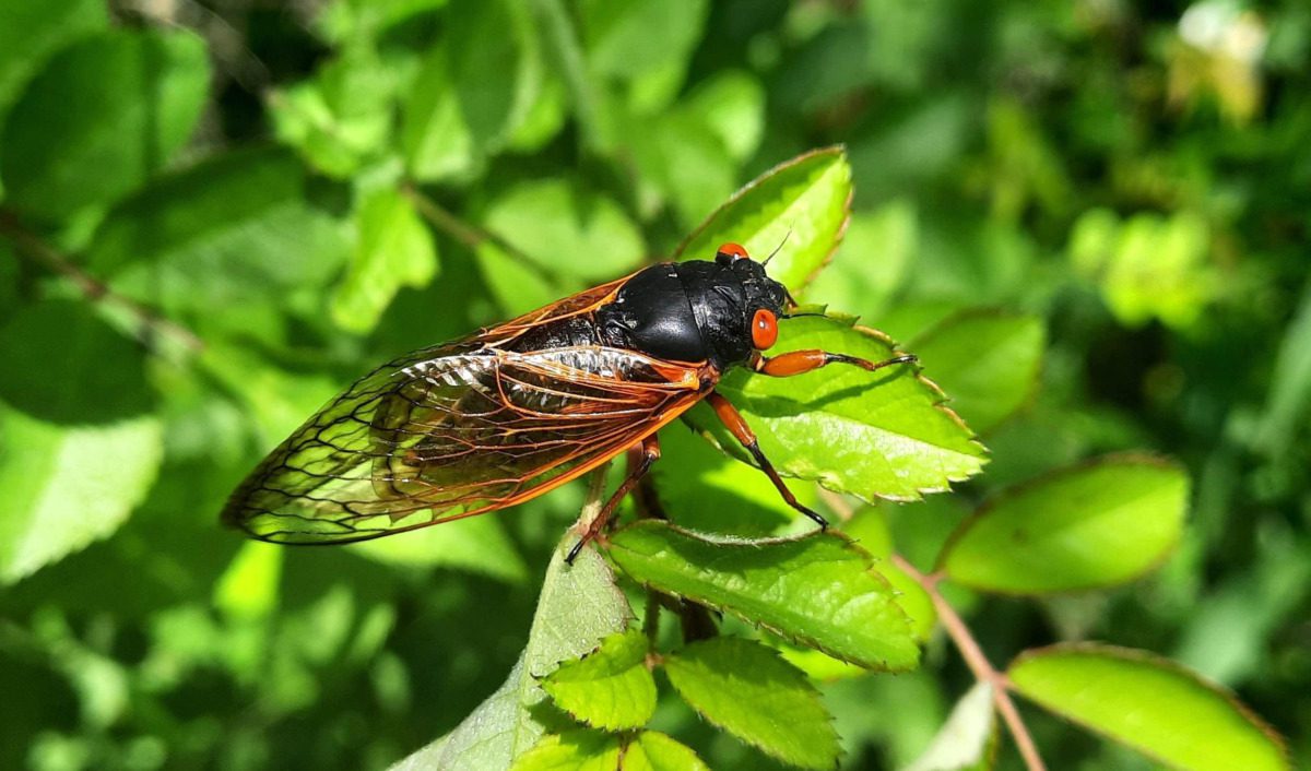 Brood XIV cicadas, which are similar to these Brood X cicadas that emerged in 2021 in Pennsylvania, are emerging in central and southeastern Pennsylvania. Wildlife and fish enjoy eating these high-protein laden terrestrials. Brood XIV cicadas, which are similar to these Brood X cicadas that emerged in 2021 in Pennsylvania, are emerging in central and southeastern Pennsylvania. Wildlife and fish enjoy eating these high-protein laden terrestrials.