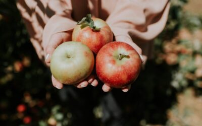 Your 2025 guide to apple picking in Pennsylvania